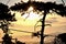 Weathered urban pine tree on the morning sun in the city. Sea and clouds in morning light