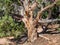 Weathered Utah Juniper Tree