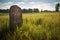 weathered viking rune stone in a field