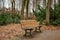 Weathered wood planks bench in Tiergarten park of Berlin Germany. Fall landscape with nobody and empty bench surrounded with trees