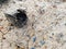 Weathered wood and stone on dry ground