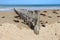 A weathered wooden breakwater on a sandy beach