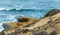 Weathered wooden picket fence on a cliff overlooking the Pacific ocean