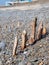 Weathered wooden poles, groynes on pebble ridge beach at Westward Ho, north Devon.