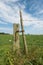 Weathered wooden post with barbed wire against a blue sky