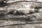 Weathered wooden texture close-up photo. Old timber with weathered cracks. Driftwood backdrop. Rustic tree trunk closeup