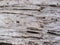 Weathered wooden texture closeup. Raw timber with grungy cracks. Natural surface for vintage background