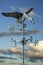 Weathervane Duck