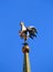 Weathervane in the form of a golden rooster on the spire