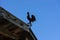 - weathervane on the roof. House eaves and blue sky, evening light.