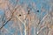 Weathervane for wind direction in the branches of a tree. natural background