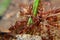 Weaver ant