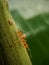 Weaver ant (Oecophylla) is a colony of red ants, usually living in trees