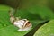 Weaver ant queen and land snail