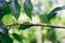 Weaver ant walking alone on a tree branch