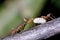 Weaver ants