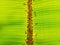 Weaver ants cluster on the underside of banana leaves