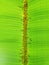 Weaver ants cluster on the underside of banana leaves