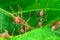 Weaver Ants or Green Ants (Oecophylla smaragdina)