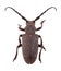 Weaver beetle