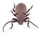 Weaver beetle