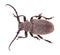 Weaver beetle