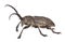 Weaver beetle (Lamia textor)