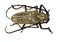 The weaver beetle (Lamia textor)