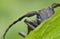 Weaver beetle (Lamia textor)