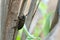 Weaver beetle, Lamia textor on salix wood