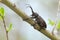 Weaver beetle, Lamia textor on willow twig