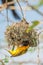 Weaver Bird Building a Nest