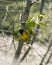 Weaver bird builds new green grass nest on the tree. South Africa.