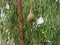 Weaver bird hatching inside its nest made by dry grass or straw with its family