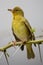 Weaver Bird with Insects in it\'s Beak