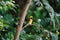 Weaver bird male, Ploceus philippinus, Wai, Maharashtra