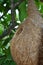 Weaver bird nest