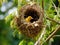 Weaver bird and nest  Made With Generative AI illustration