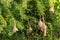 Weaver bird nests hanging from trees, Hampi, Karnataka, India