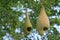 Weaver bird pendant nests hanging on tree branches in the forest