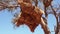 Weaver Bird Ploceidae nests in Etosha Nationalpark, Namibia