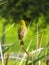 Weaver bird in reeds