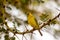 Weaver bird resting on a black acacia tree in Masai Mara Park in