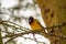 Weaver bird resting on a black acacia tree in Masai Mara Park in