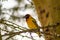 Weaver bird resting on a black acacia tree in Masai Mara Park in