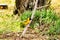 Weaver bird resting on a black acacia tree in Masai Mara Park in