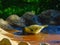 Weaver bird taking a bird bath splash