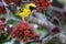 Weaver bird, yellow and black, in a Boerbean tree