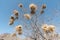 Weaver birds nests