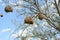 Weaver birds, South Africa